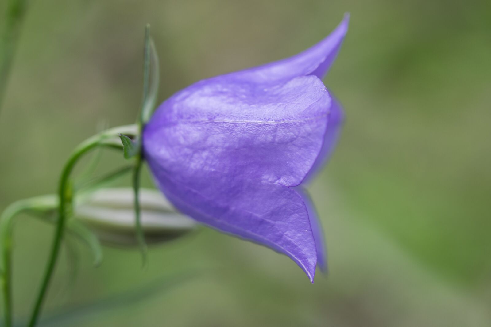 Nikon D3300 sample photo. Iris at, flower, clock photography