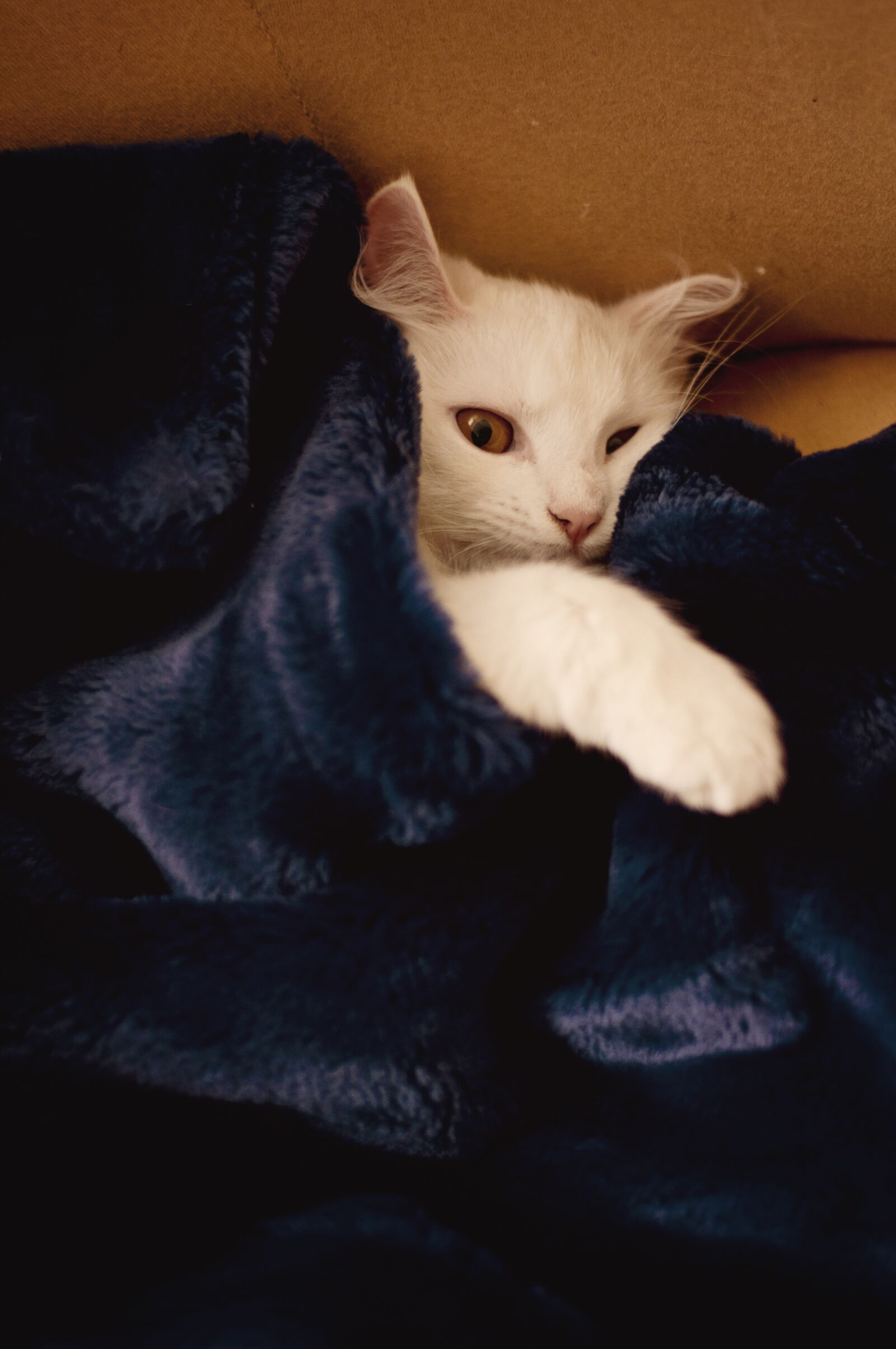 Nikon D5000 sample photo. Cat, blanket, white photography