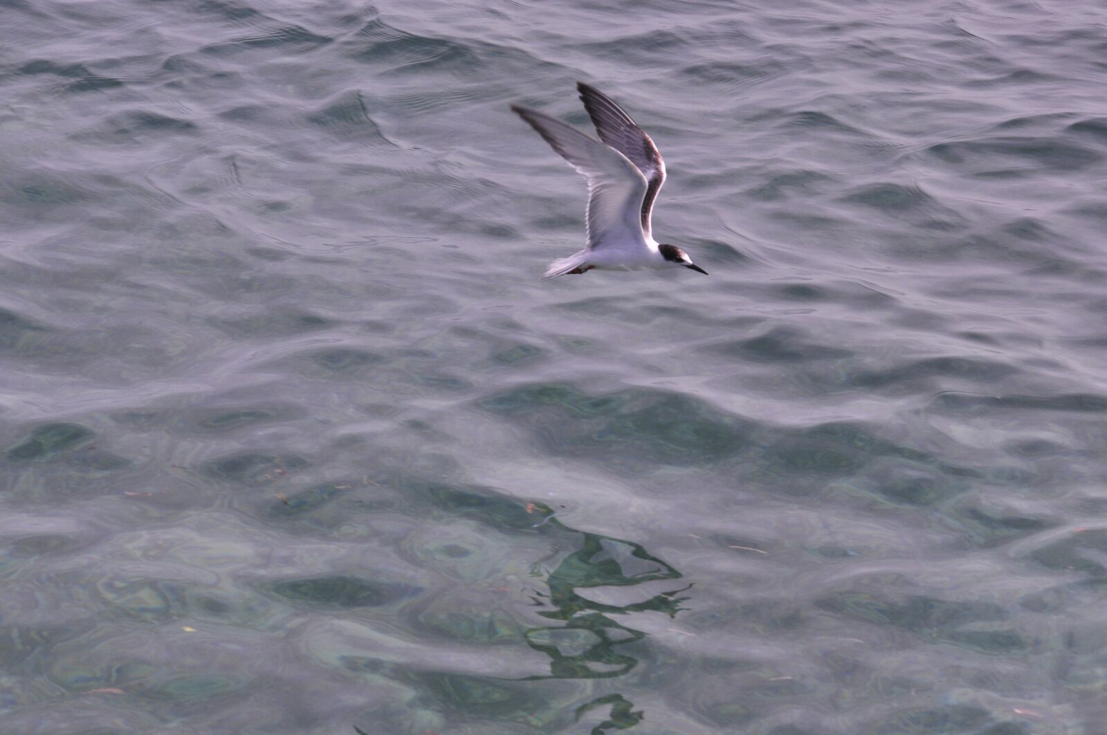 Nikon D90 sample photo. Flying, sea, ave photography