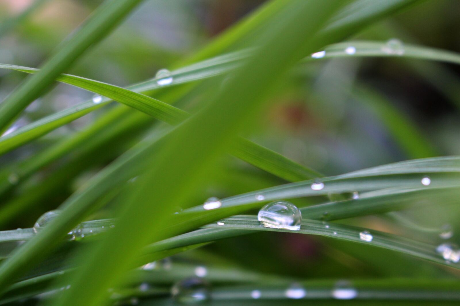Canon EOS 700D (EOS Rebel T5i / EOS Kiss X7i) sample photo. Natural, green, grass photography