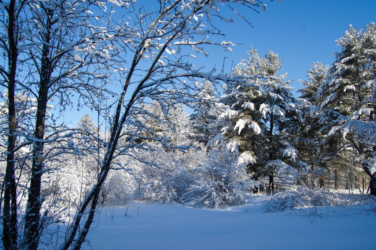 Nikon D40 sample photo. Winter, snow, tree photography