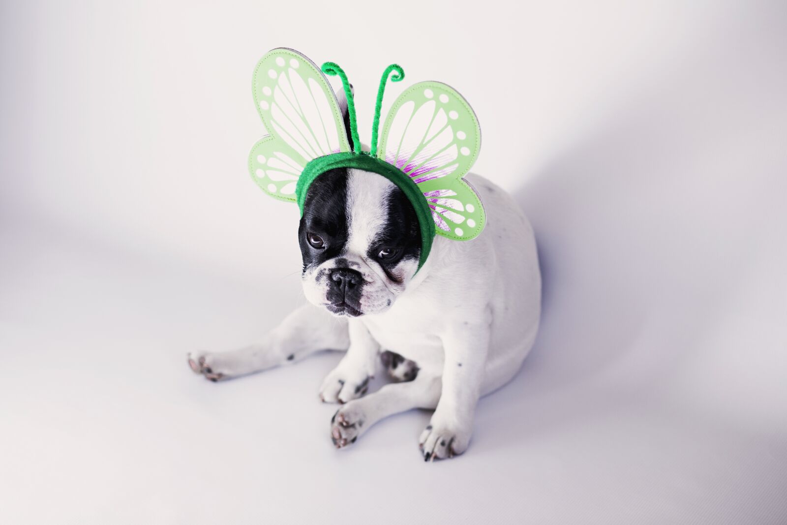 Canon EF 85mm F1.8 USM sample photo. Animals, black, bulldog photography