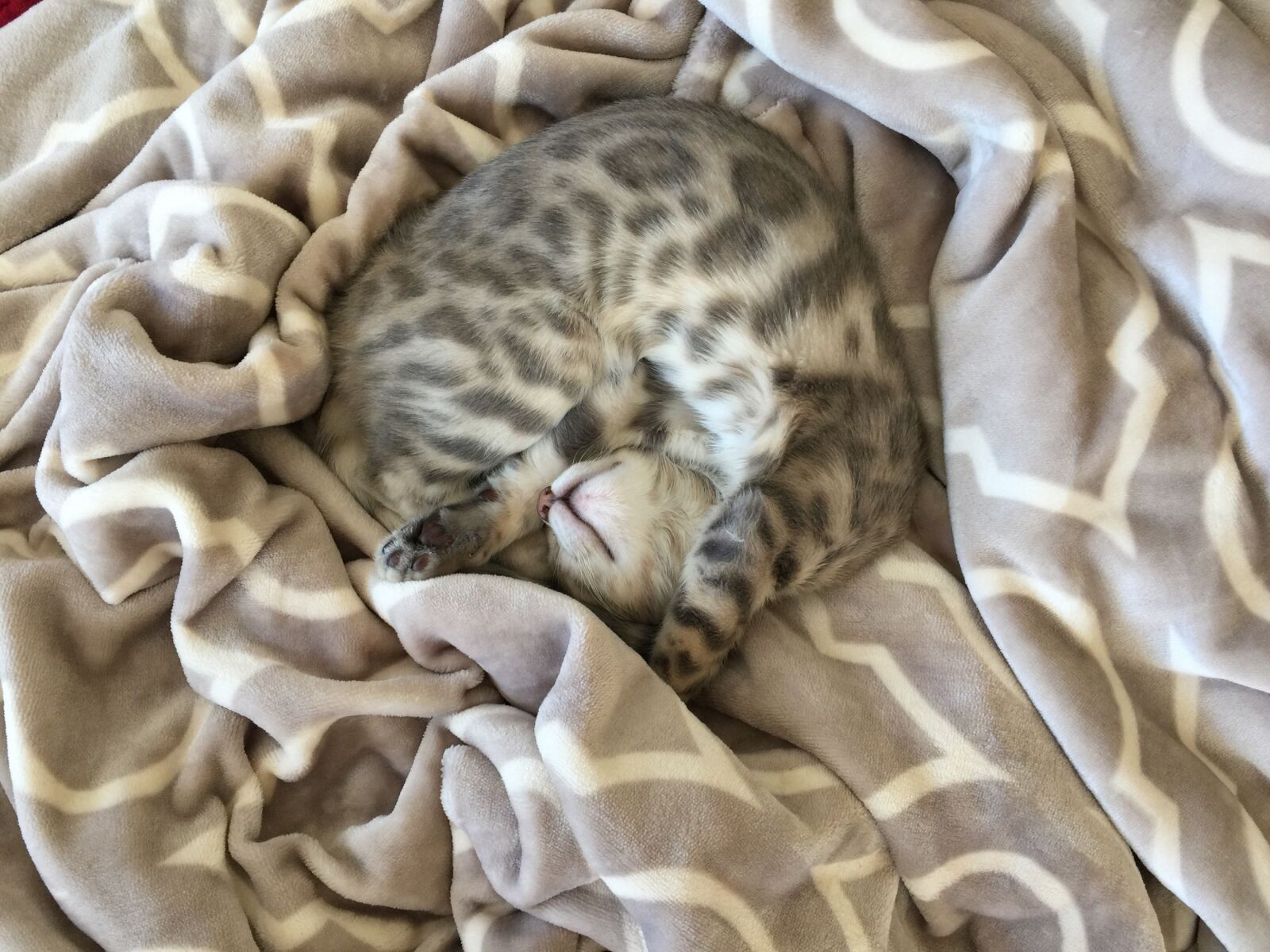 iPhone 6 Plus back camera 4.15mm f/2.2 sample photo. Kitten sleeping, cat, kitty photography