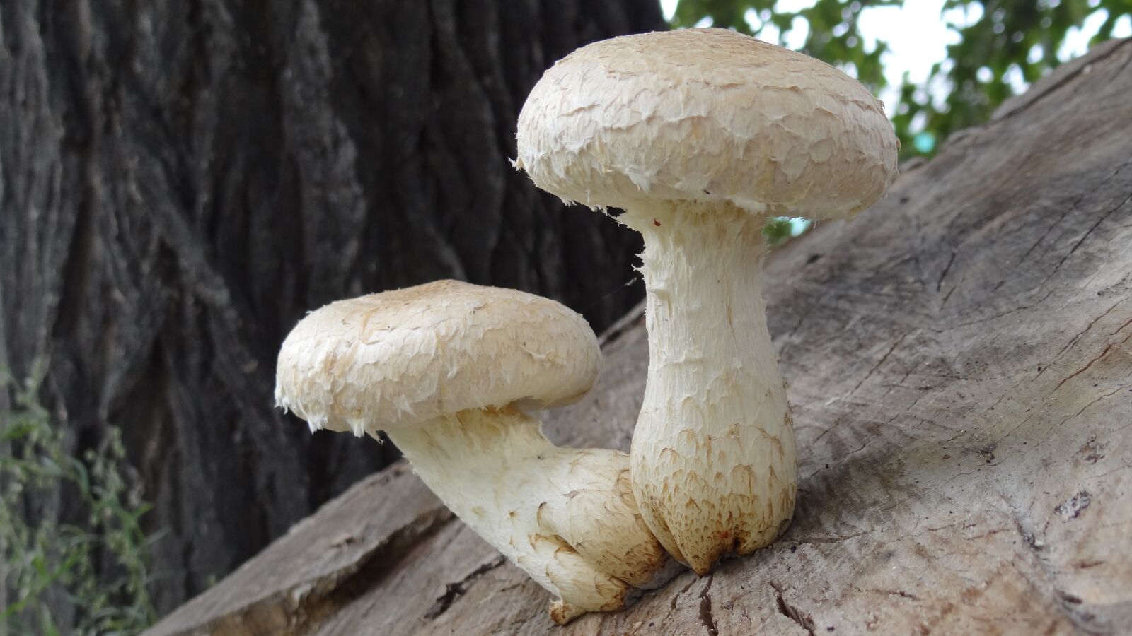 Sony Cyber-shot DSC-HX100V sample photo. Nature, mushrooms, stump photography