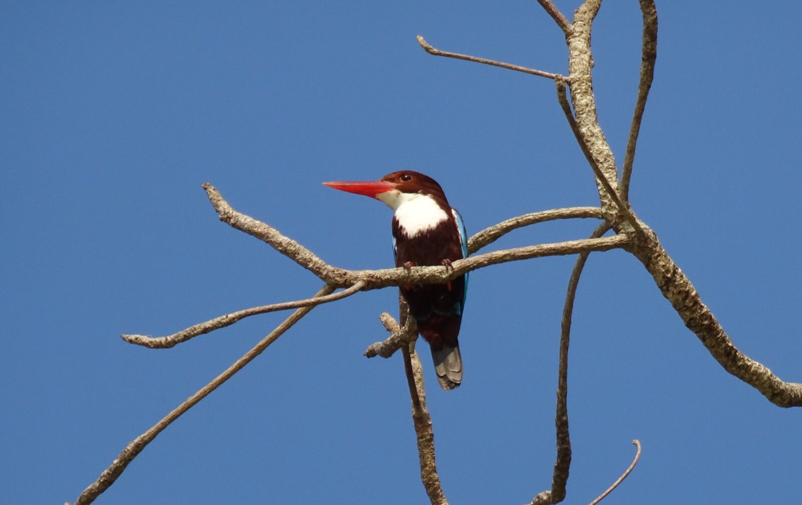 Sony Cyber-shot DSC-HX90V sample photo. Bird, kingfisher, white-throated kingfisher photography