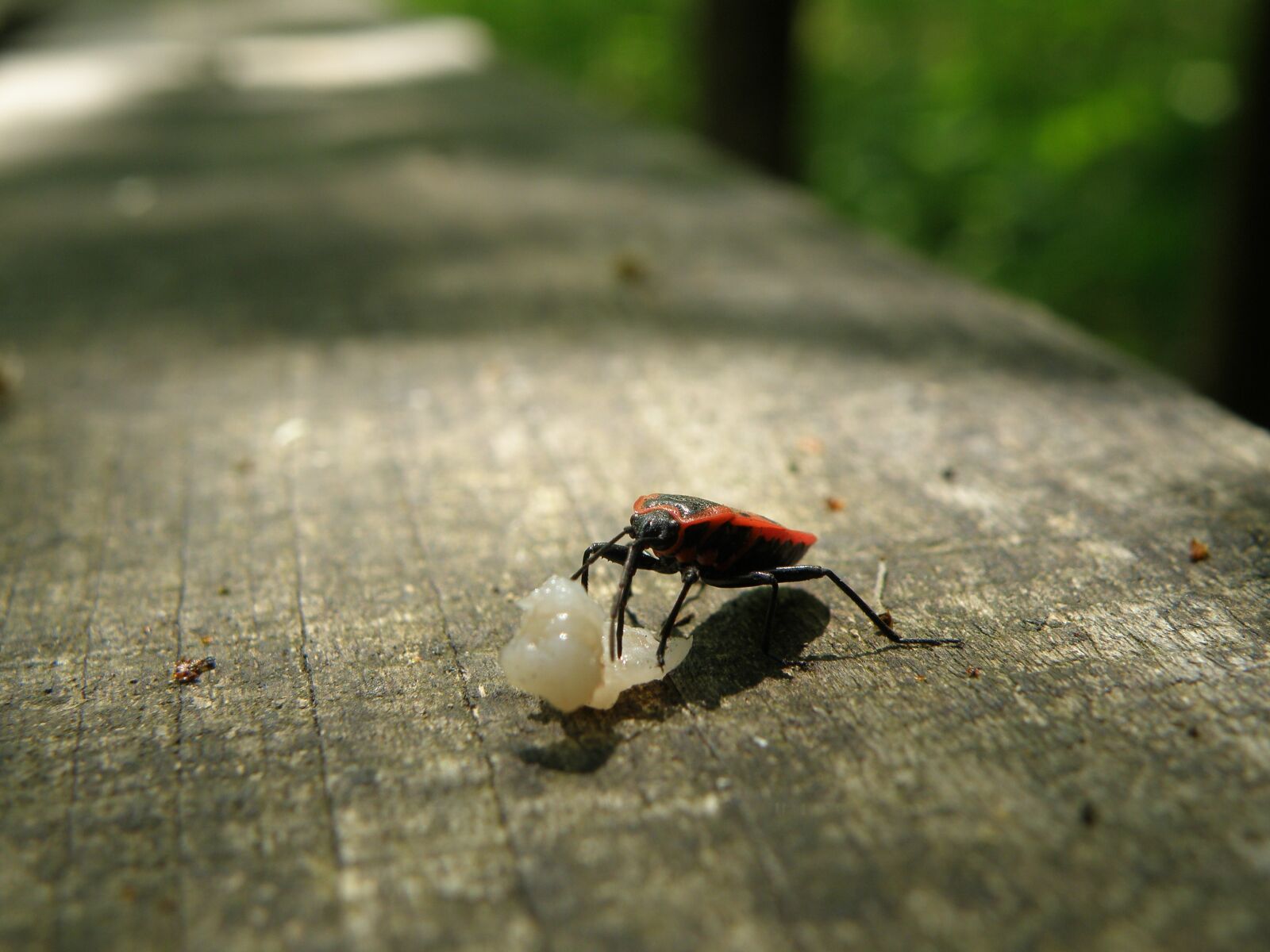 Olympus SP570UZ sample photo. Ladybug, macro, error photography