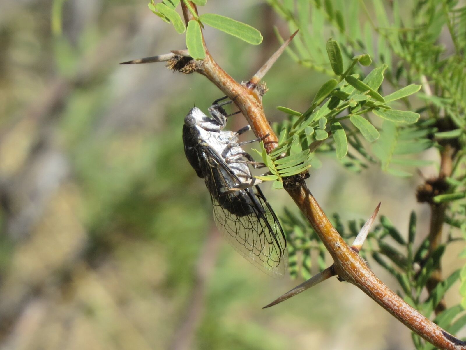 Canon PowerShot SX50 HS sample photo. Insect, macro, desert photography