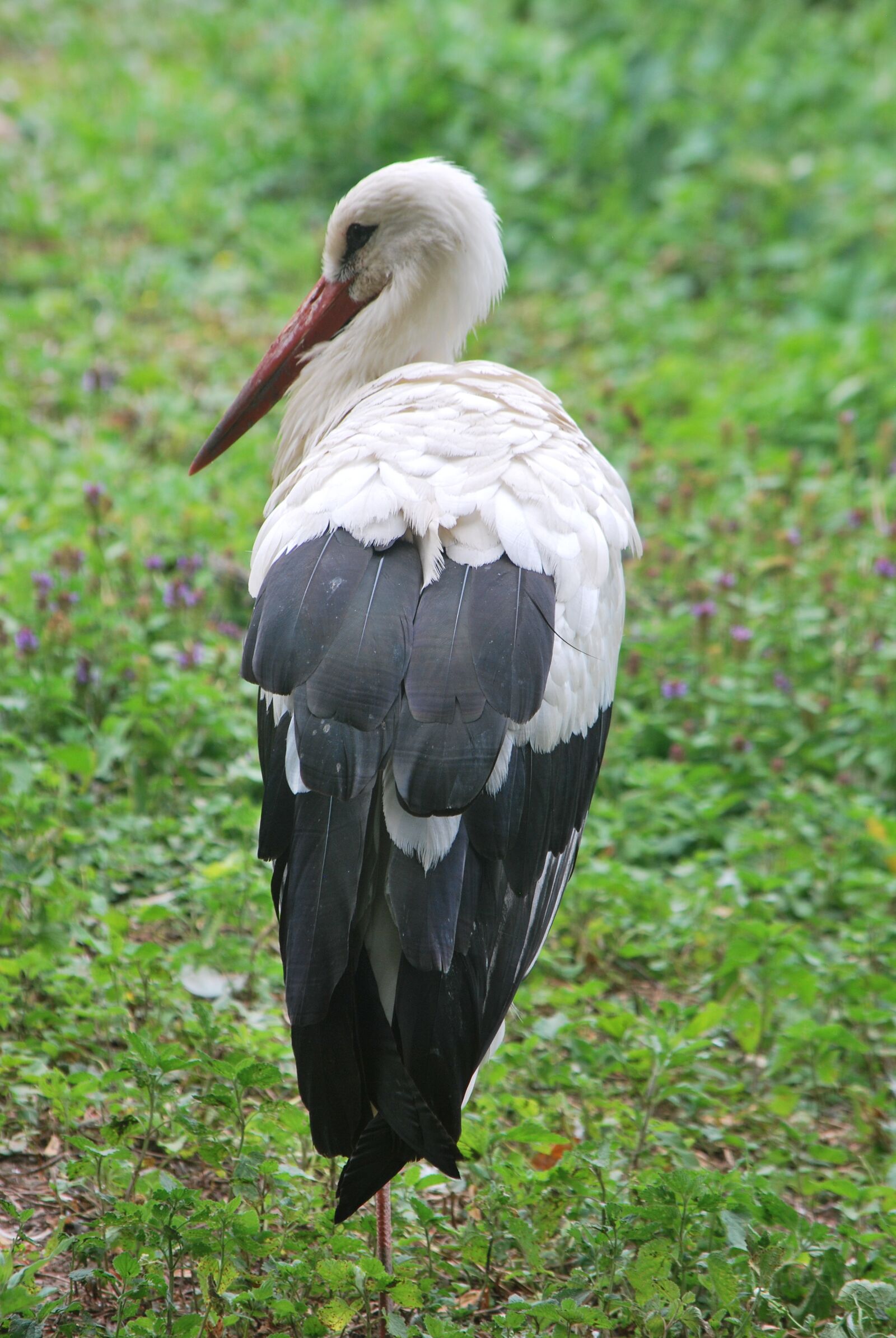 Nikon D60 sample photo. Alsace, stork, bird photography