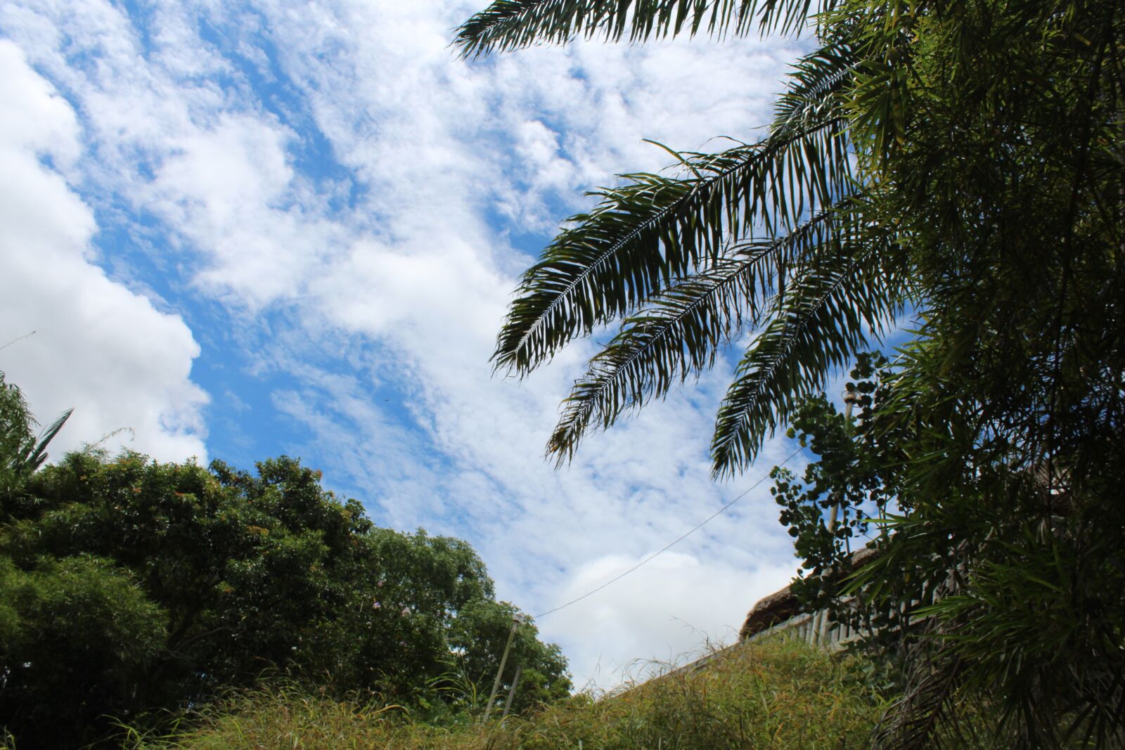 Canon EOS 1300D (EOS Rebel T6 / EOS Kiss X80) sample photo. Jungle, nature, forest photography