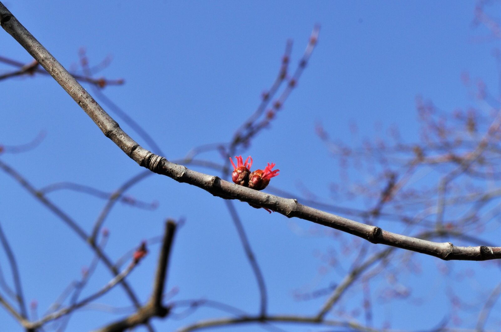 Nikon D5000 sample photo. Spring, nature, flowers photography