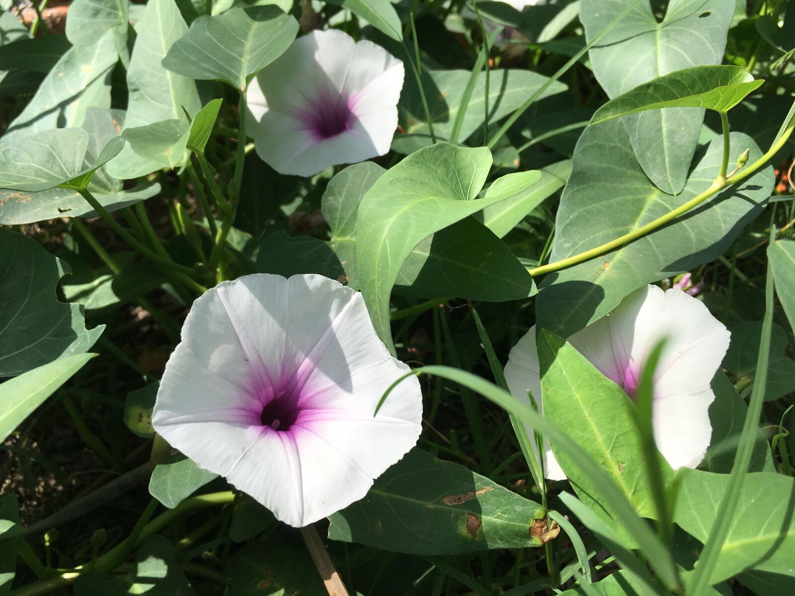 iPhone SE back camera 4.15mm f/2.2 sample photo. Flower, violet color, star photography