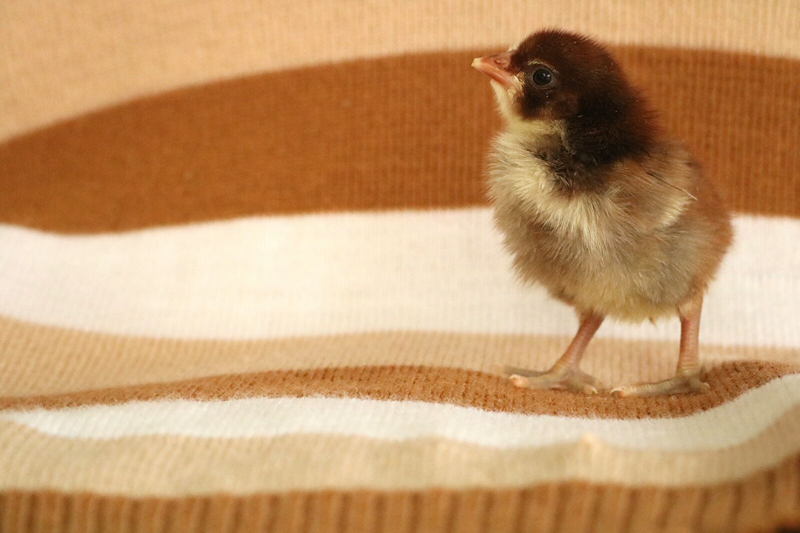 Canon EOS 750D (EOS Rebel T6i / EOS Kiss X8i) sample photo. Animal, chicken, the chicks photography