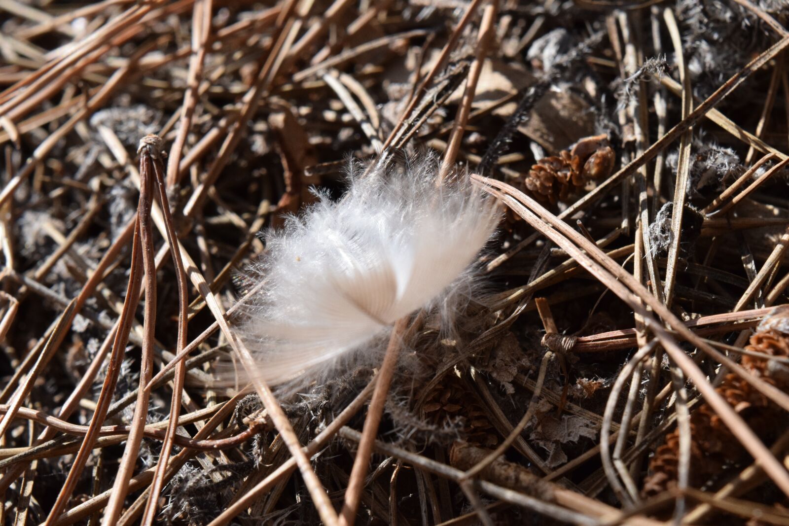 Nikon D3300 sample photo. Feather, bird feather, fluff photography