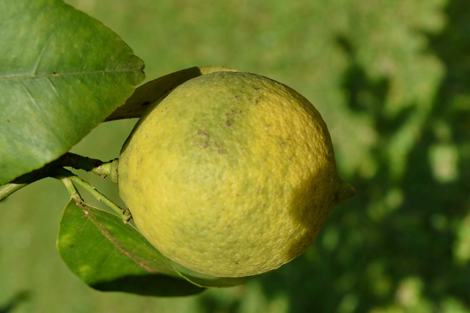 Nikon D5500 sample photo. Blurry, branches, citrus, fruit photography