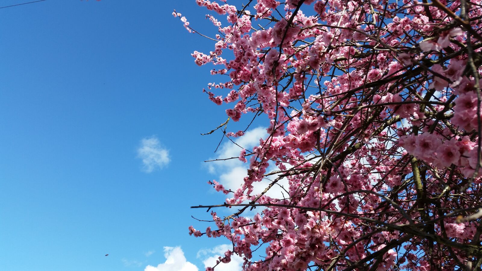 Samsung Galaxy S5 sample photo. Spring, blossom, cherry photography