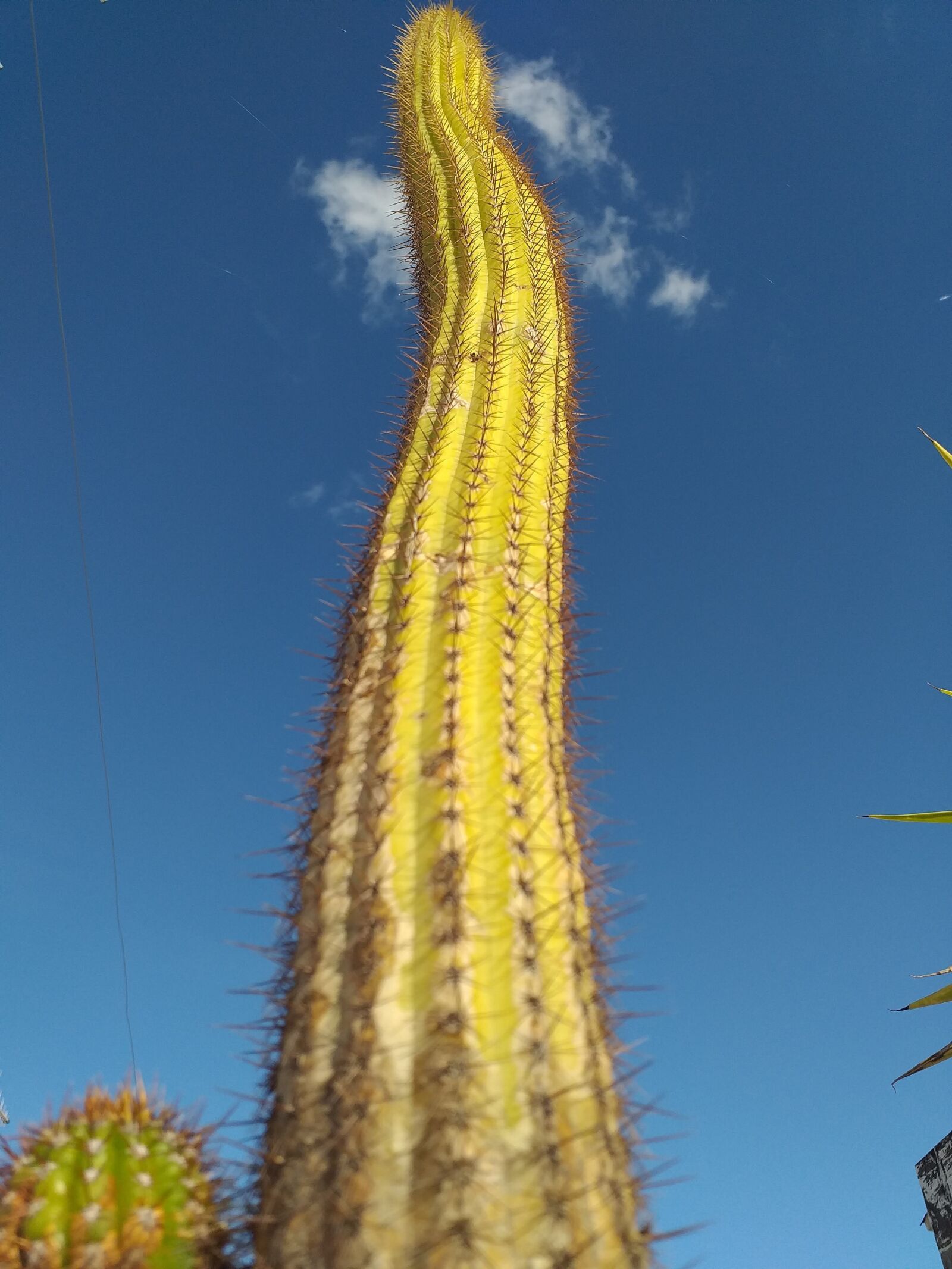 Samsung Galaxy J4+ sample photo. Cactus, sky, landscape photography