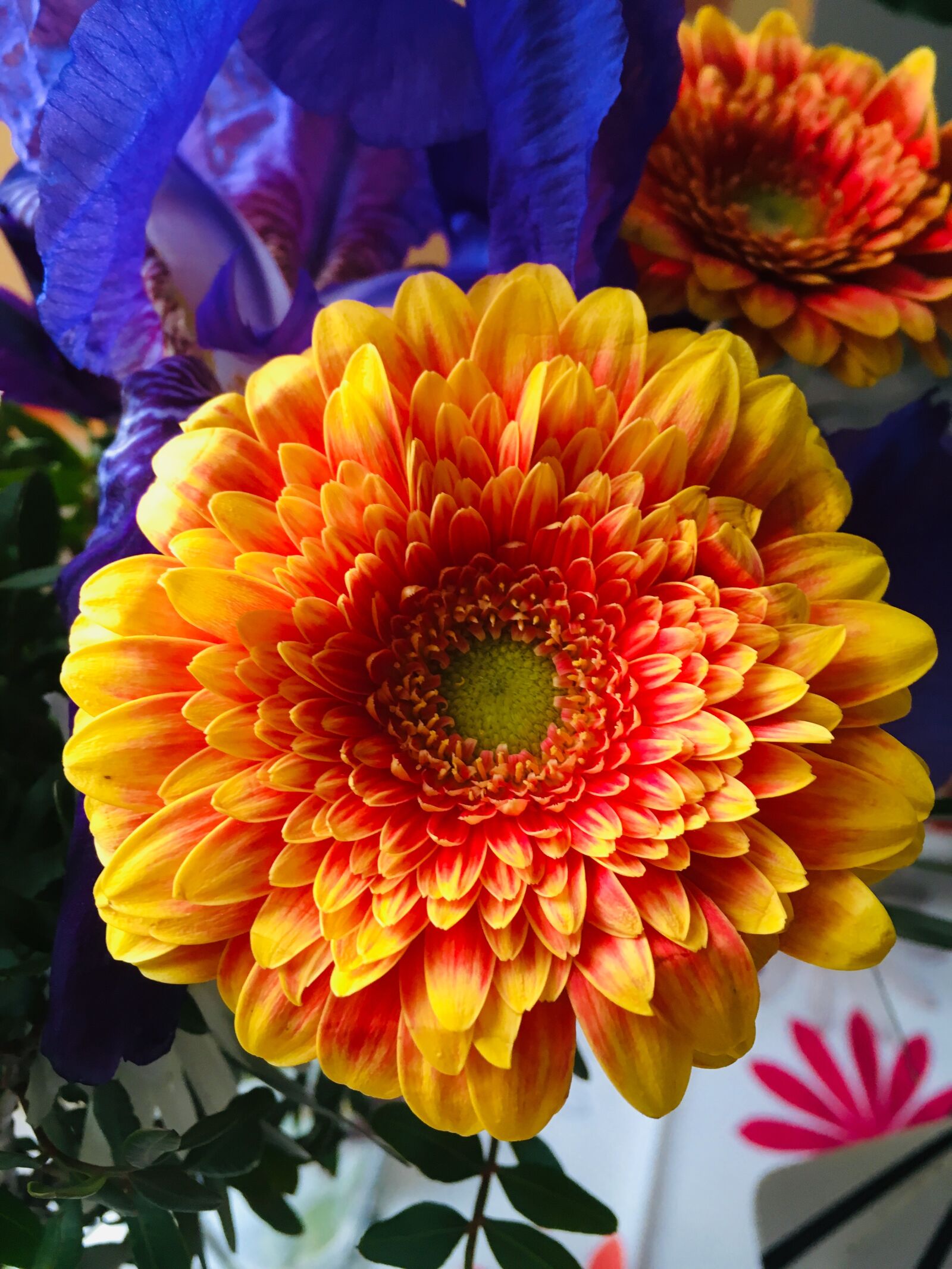 iPhone SE back camera 4.15mm f/2.2 sample photo. Gerbera, flower, nature photography