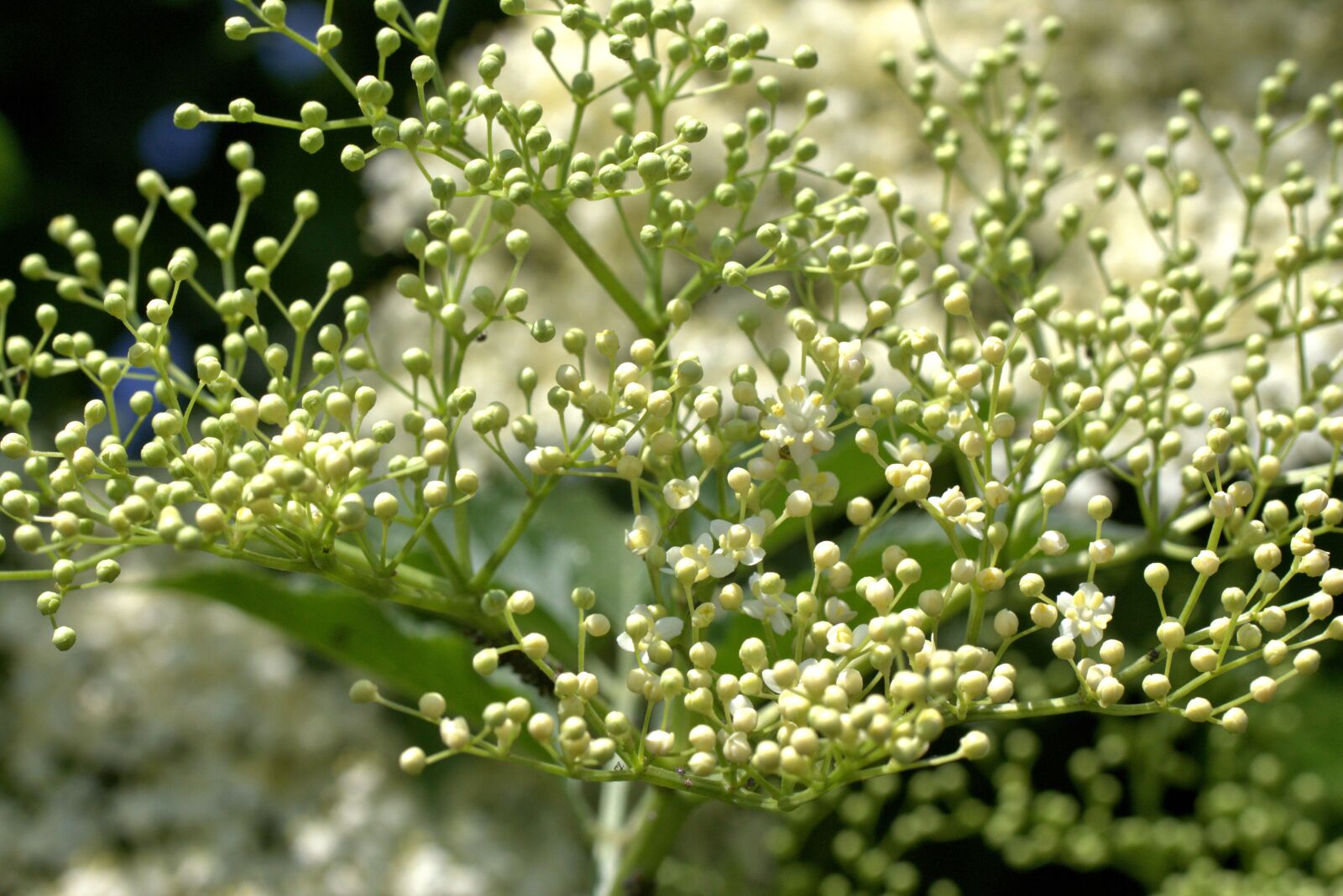 Canon EOS 700D (EOS Rebel T5i / EOS Kiss X7i) sample photo. Elder, white, bud photography