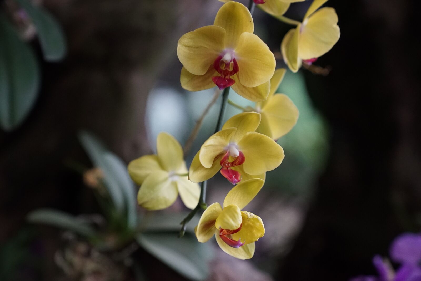 Sony a7S + Sony FE 24-70mm F2.8 GM sample photo. Orchids, tropical, floral photography