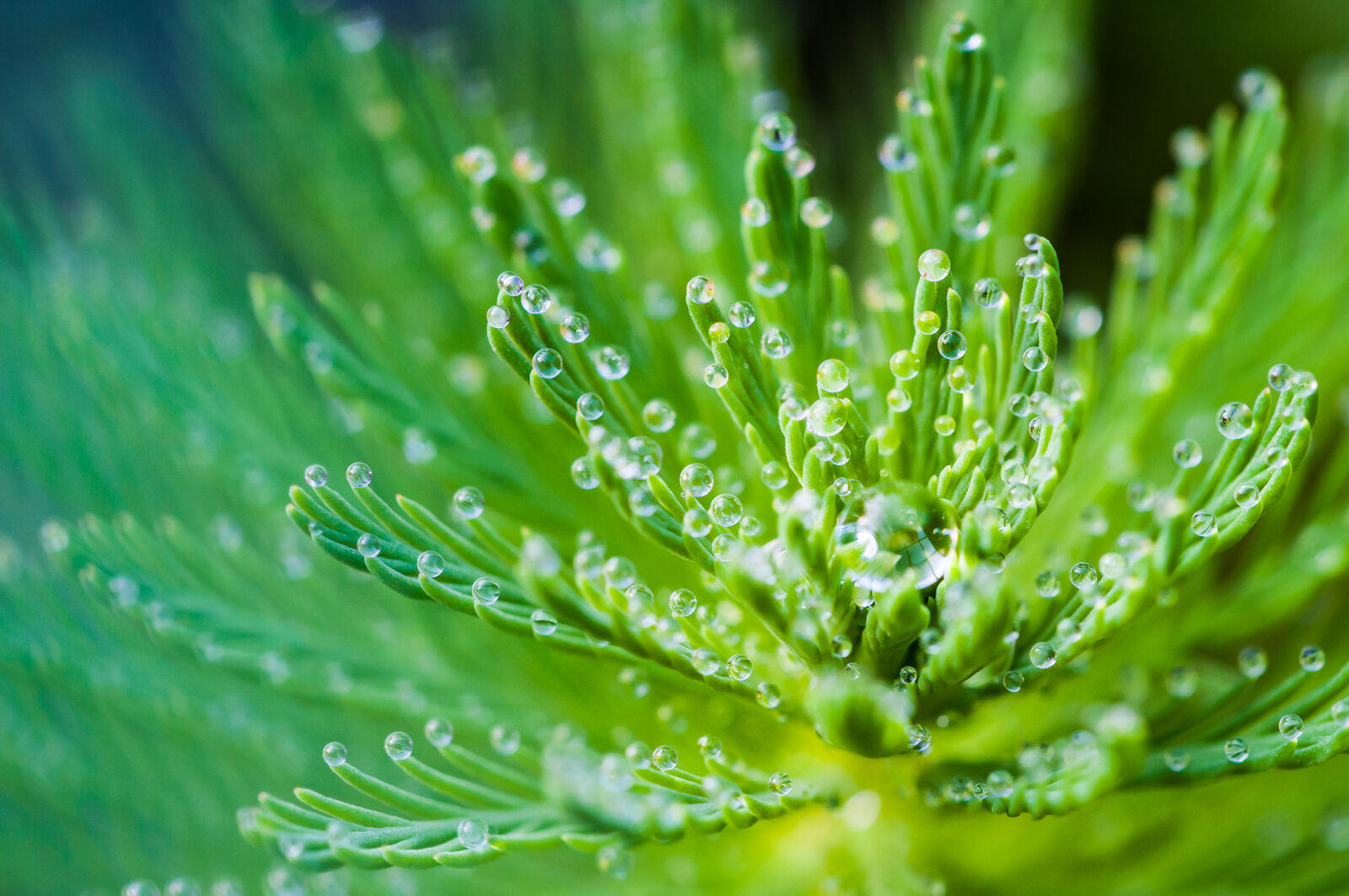 Sigma 150mm F2.8 EX DG Macro HSM sample photo. Water, droplets, on, green photography