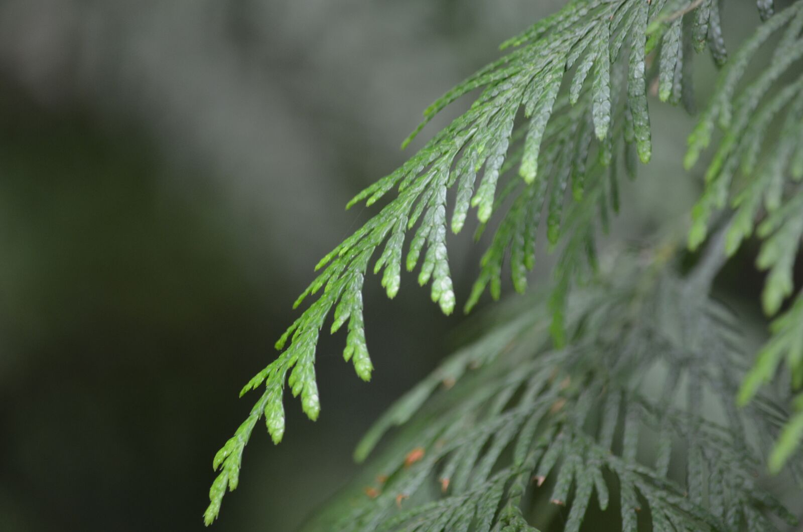 Nikon D5100 sample photo. Cedar, forest, nature photography