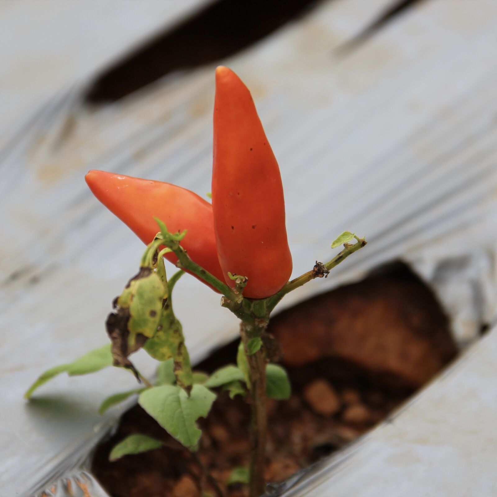 Canon EF-S 18-135mm F3.5-5.6 IS sample photo. Pepper, healthy eating, kitchen photography