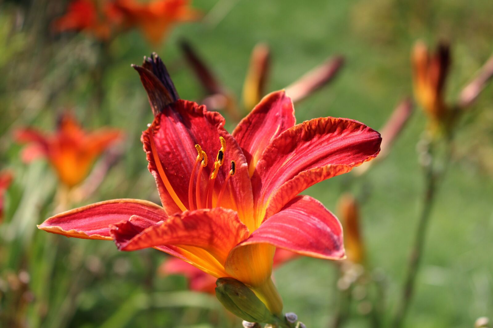 Canon EOS 700D (EOS Rebel T5i / EOS Kiss X7i) sample photo. Daylilies, day lilies, flower photography