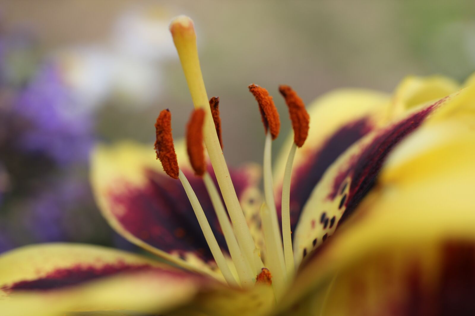 Canon EOS 550D (EOS Rebel T2i / EOS Kiss X4) sample photo. Lily, flower, blossom photography