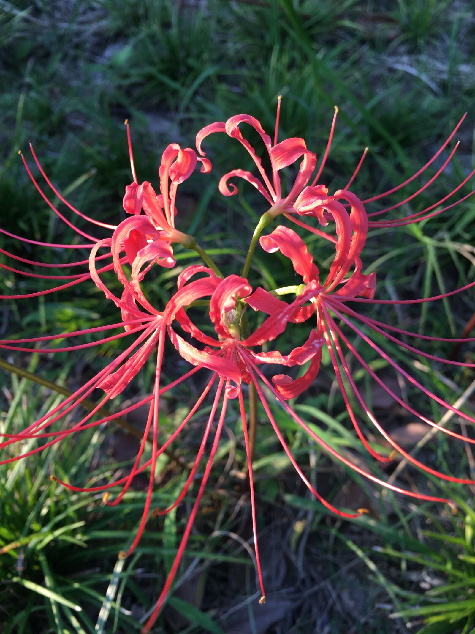 Apple iPhone 6s sample photo. Lycoris radiata, red spider photography