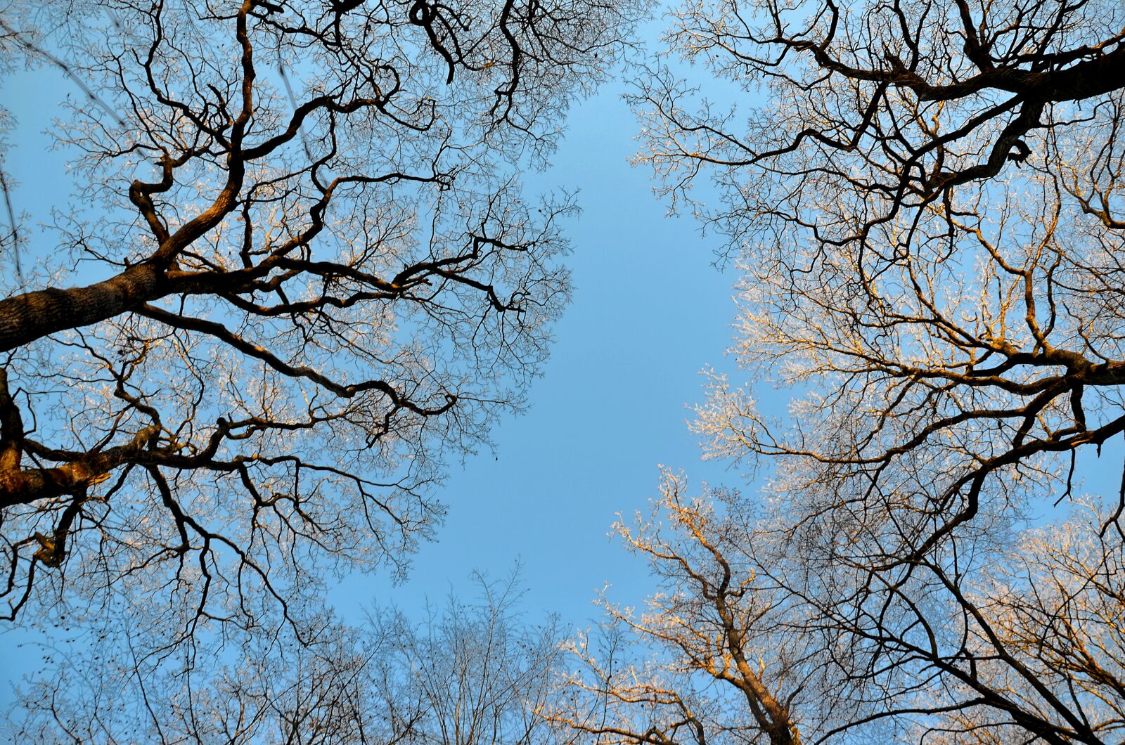 Nikon D5100 sample photo. Forest, summits, nature photography