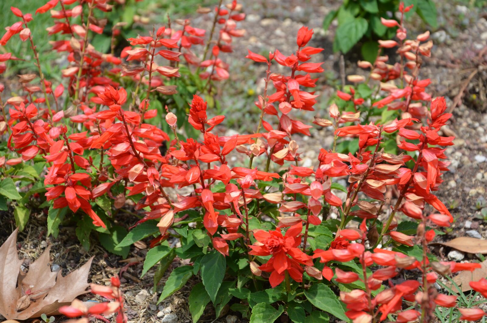 Nikon D5100 sample photo. Nature, flowers, red photography