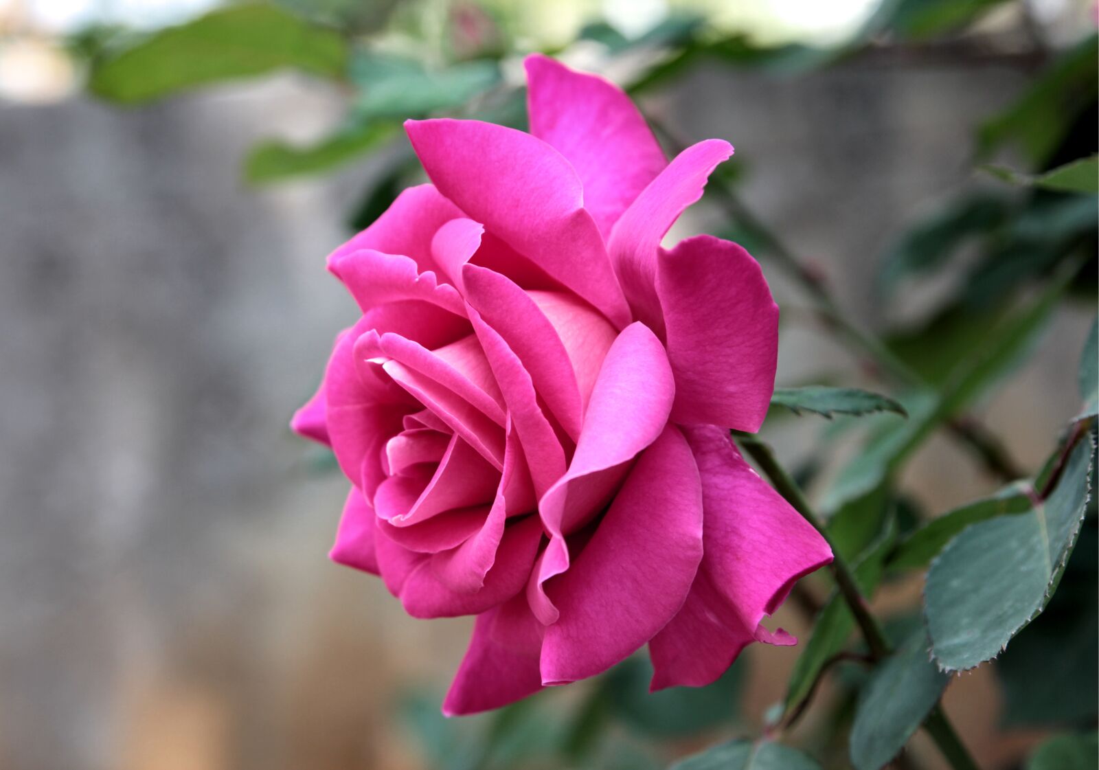 Canon EOS 550D (EOS Rebel T2i / EOS Kiss X4) sample photo. Rose, roses, flower photography