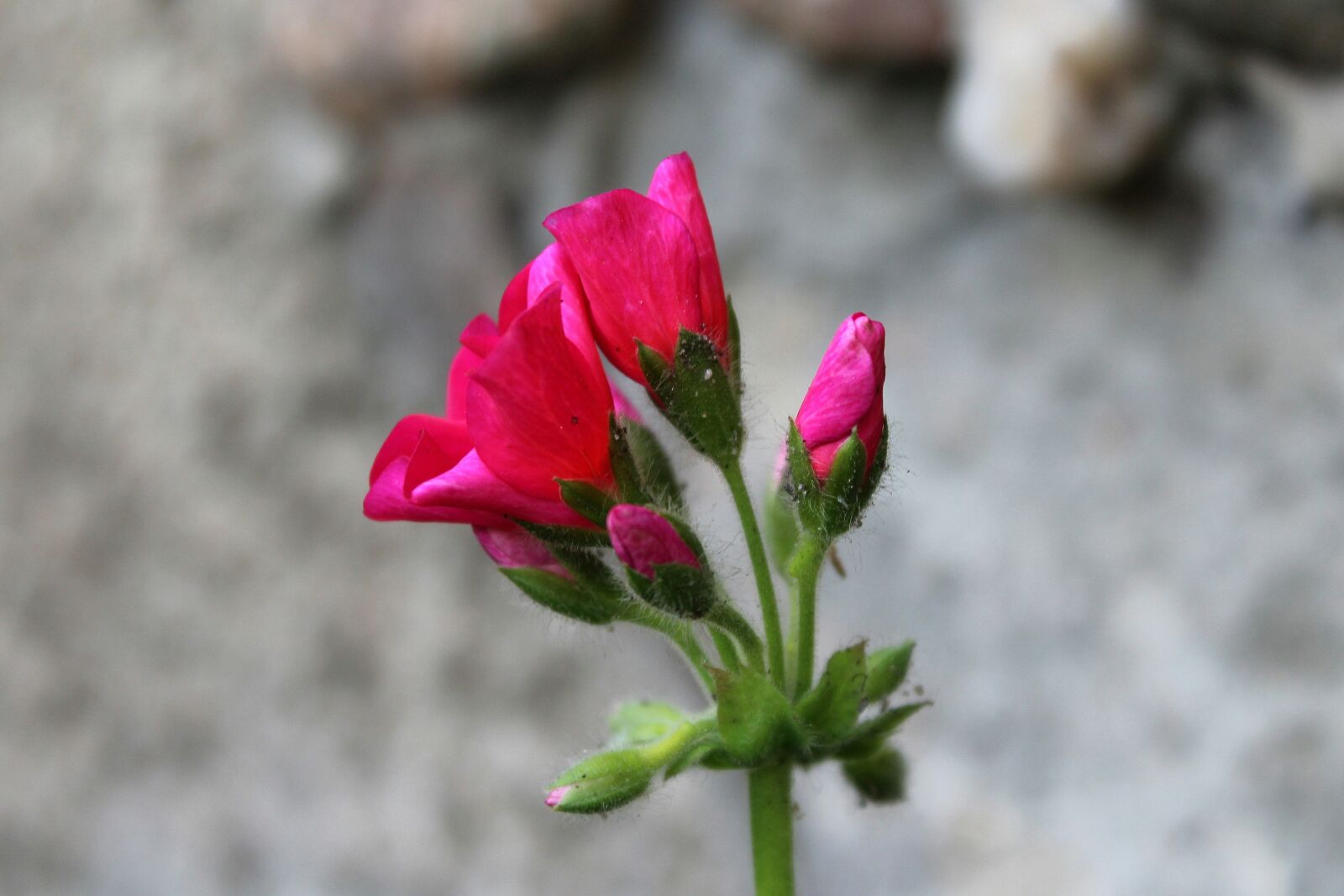 Canon EOS 1200D (EOS Rebel T5 / EOS Kiss X70 / EOS Hi) sample photo. Geranium, the blossoming of photography