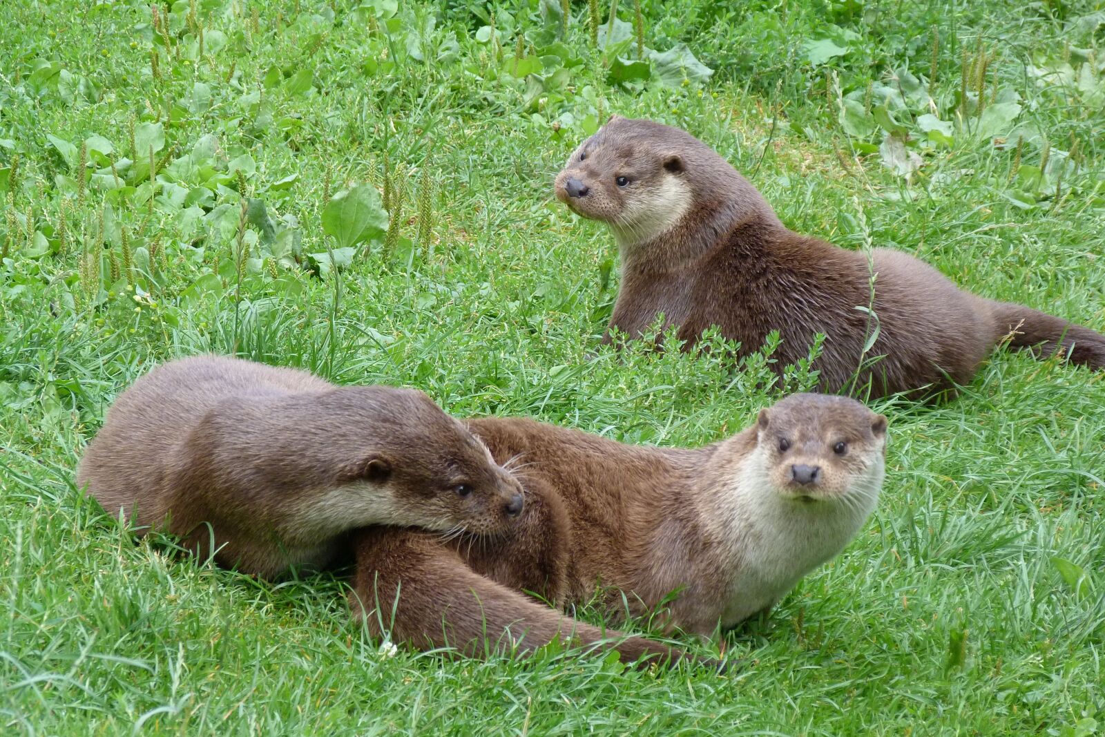 Panasonic Lumix DMC-FZ40 (Lumix DMC-FZ45) sample photo. Animal, otters, british photography