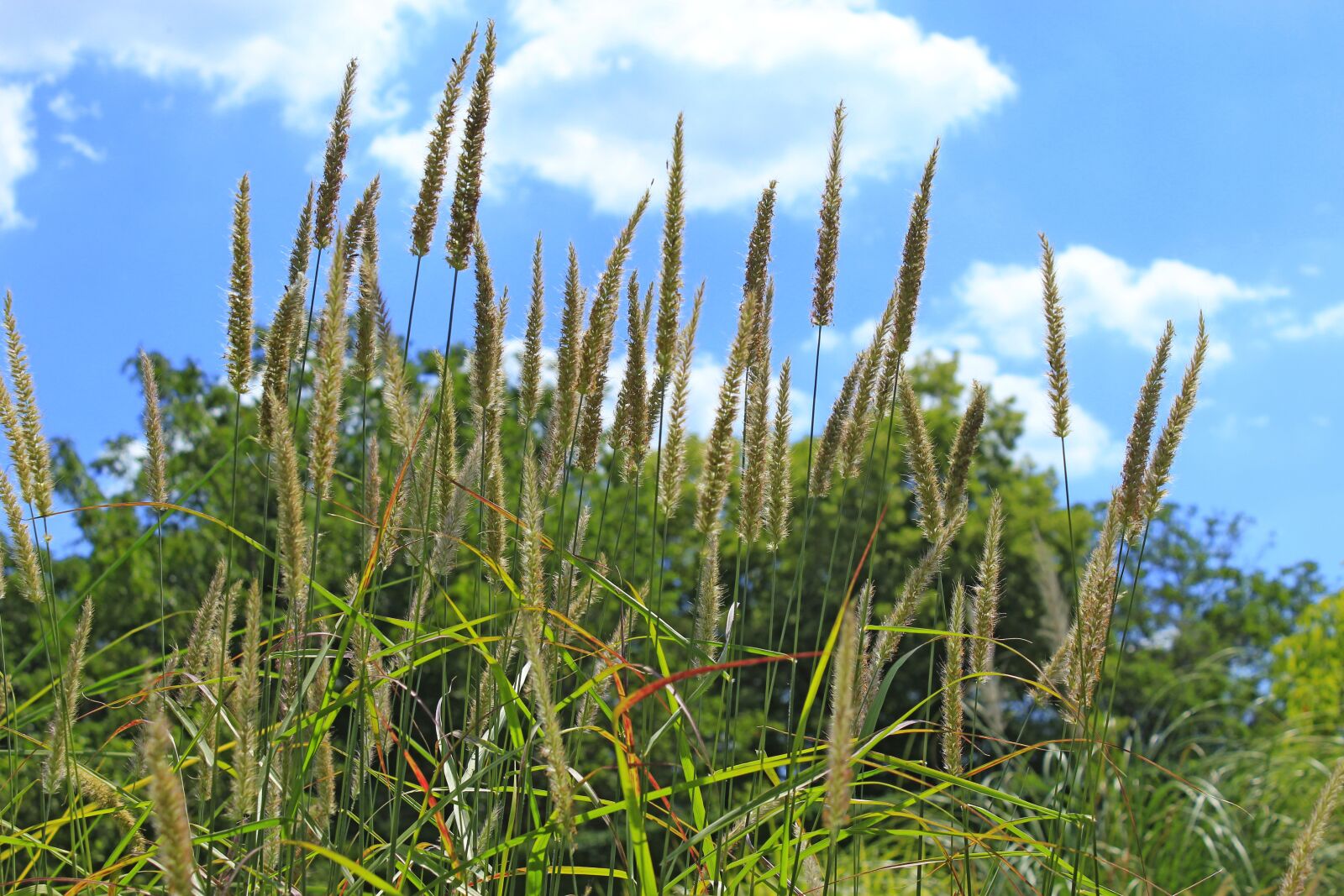Canon EOS 4000D (EOS Rebel T100 / EOS 3000D) sample photo. Grass, meadow, nature photography