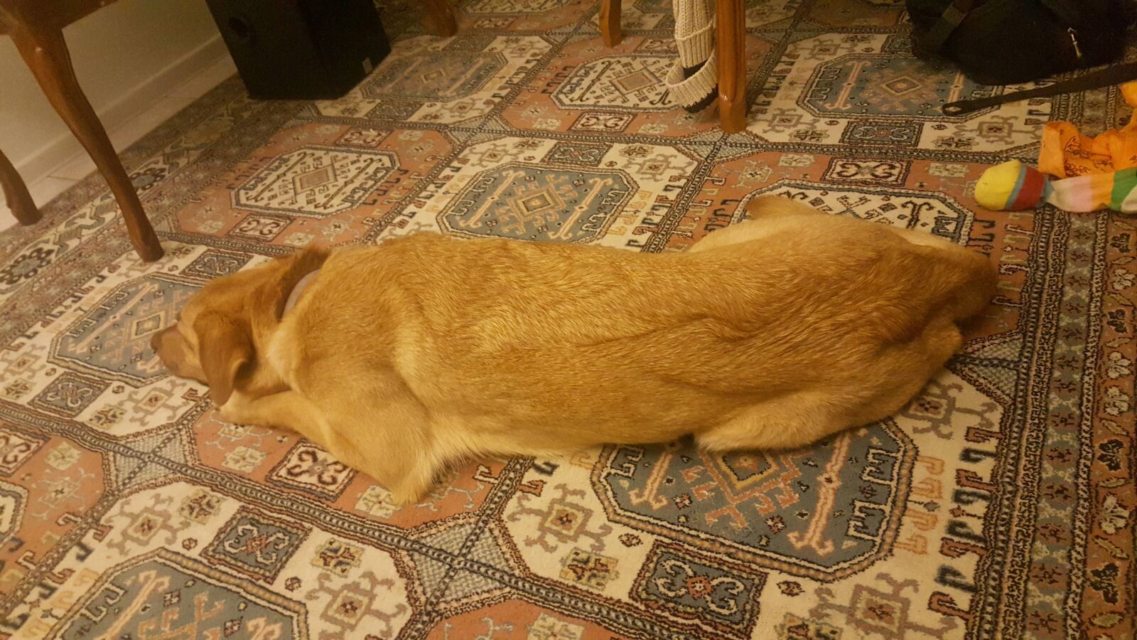Samsung Galaxy Note5 sample photo. Dog, bird, rear photography