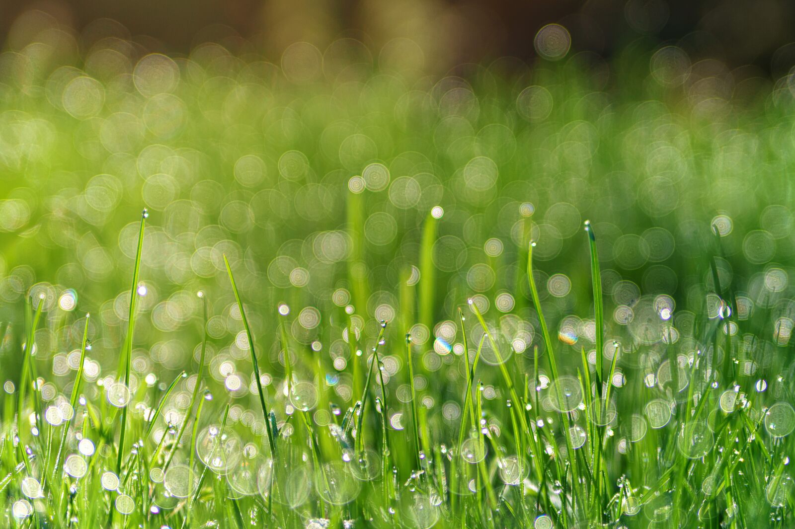 Sony Alpha a5000 (ILCE 5000) + Sony DT 50mm F1.8 SAM sample photo. Grass, meadow, dew photography