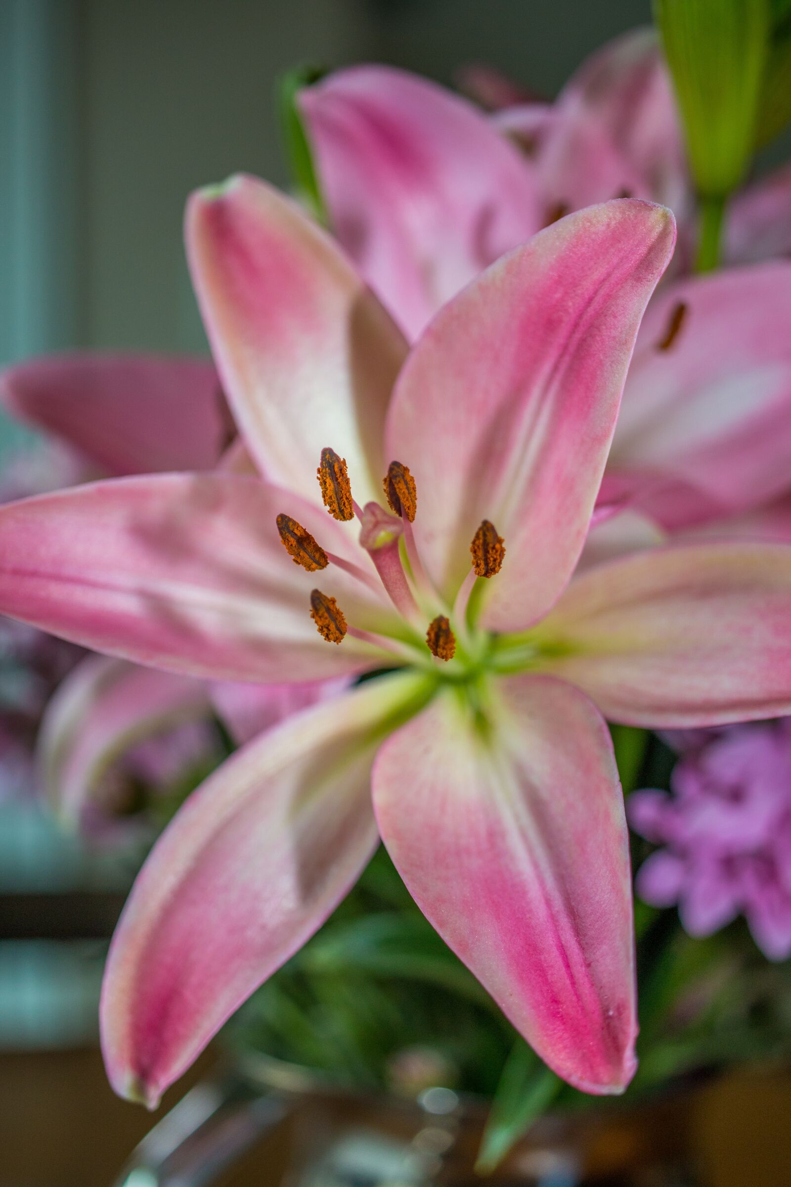 Canon EOS 70D sample photo. Flower, pink, blossom photography