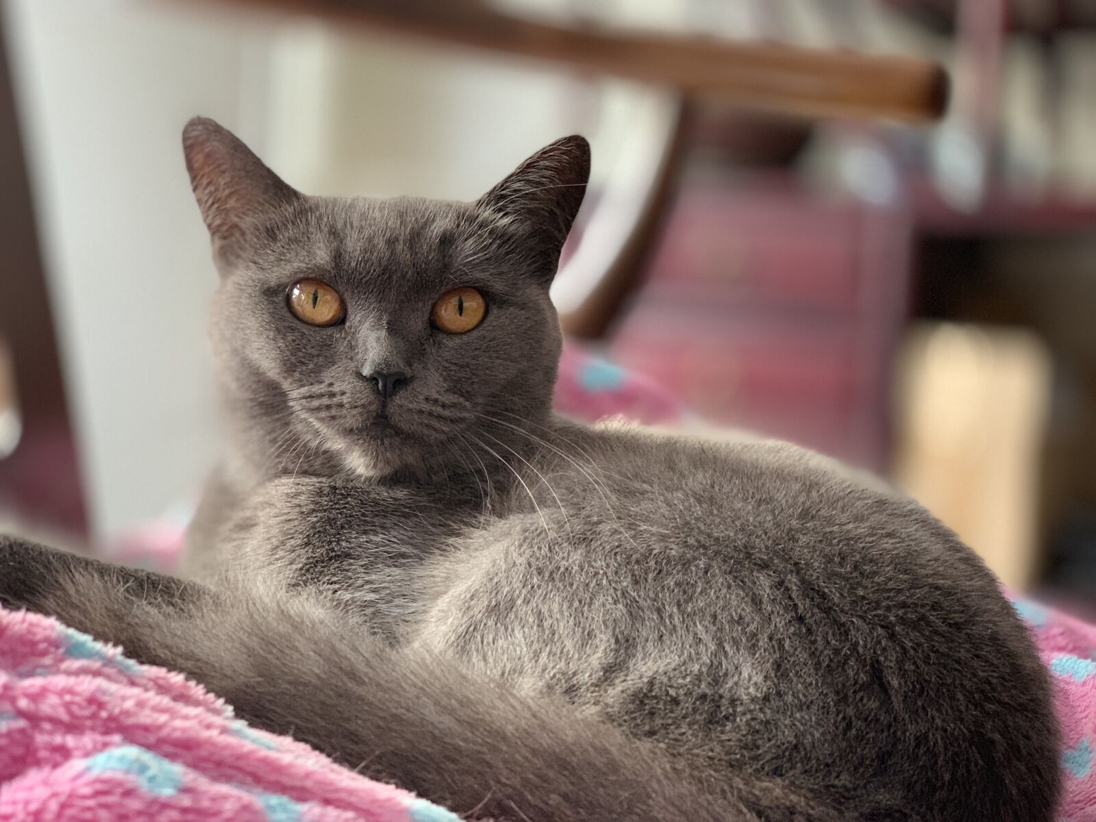 iPhone XS back dual camera 6mm f/2.4 sample photo. Black cat, the eye photography