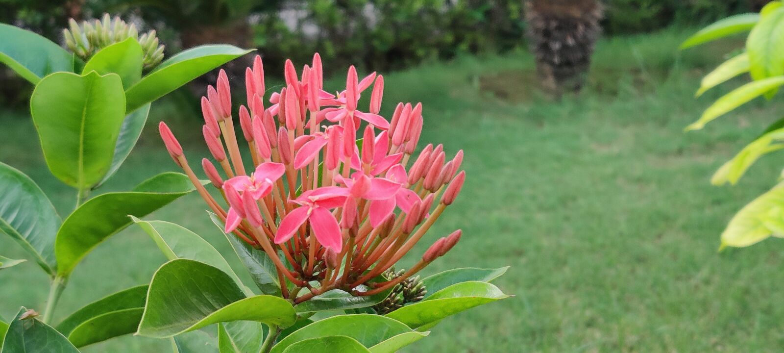 OnePlus HD1901 sample photo. Natural beauty, flowers, nature photography