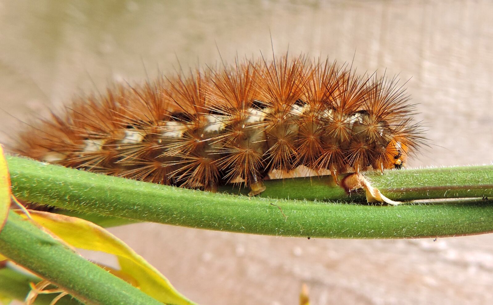 Nikon Coolpix P520 sample photo. Animal, bug, caterpillar, close photography