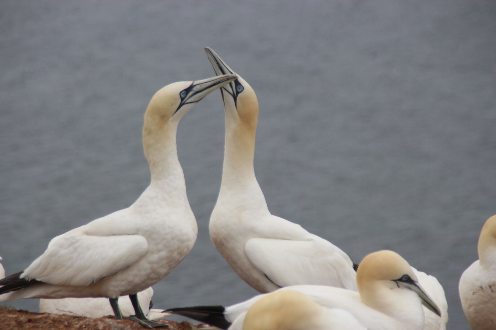 Canon EOS 700D (EOS Rebel T5i / EOS Kiss X7i) sample photo. Northern gannet, helgoland, sea photography