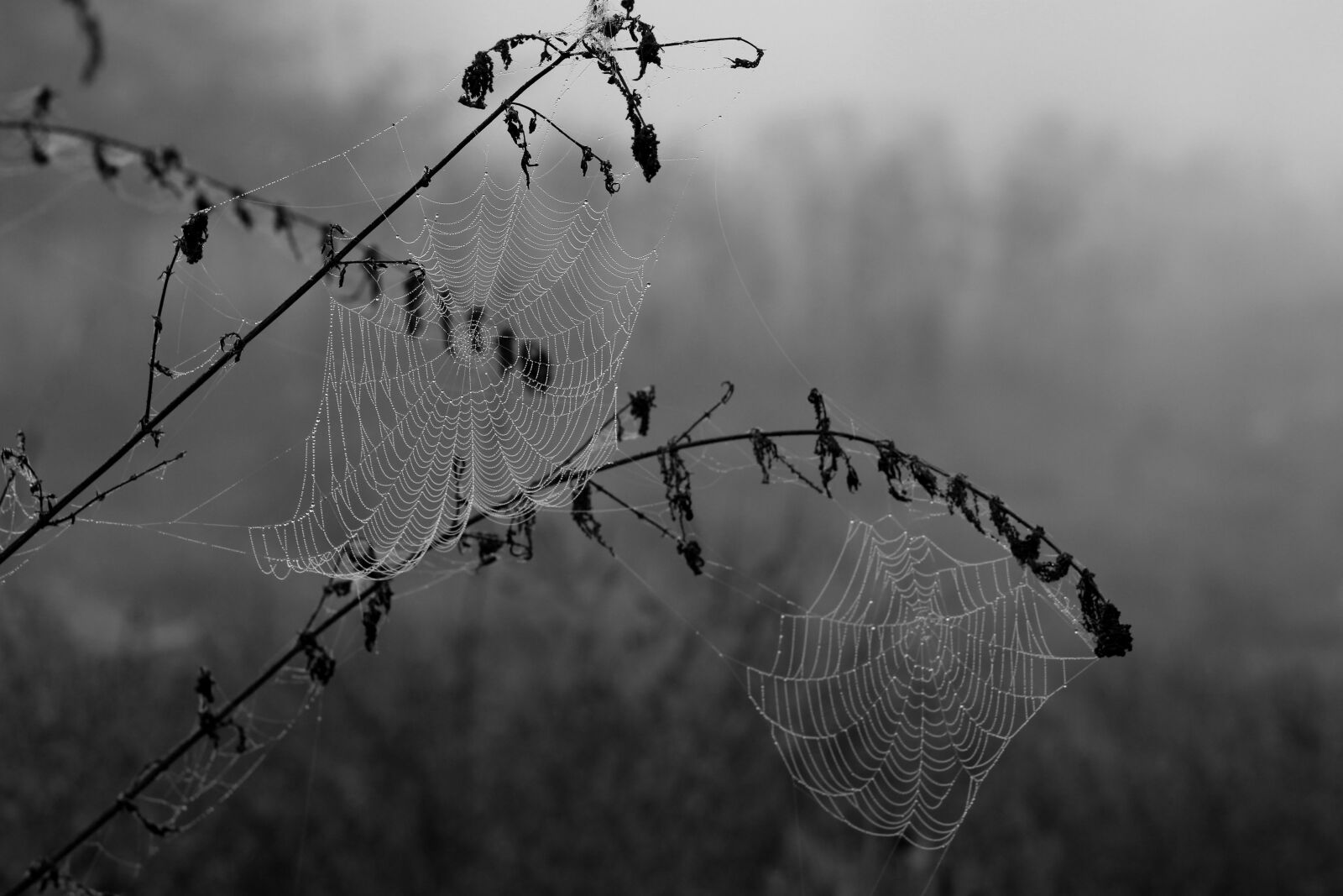 Canon EOS 700D (EOS Rebel T5i / EOS Kiss X7i) + Canon EF 85mm F1.8 USM sample photo. Spider web, drops, dew photography