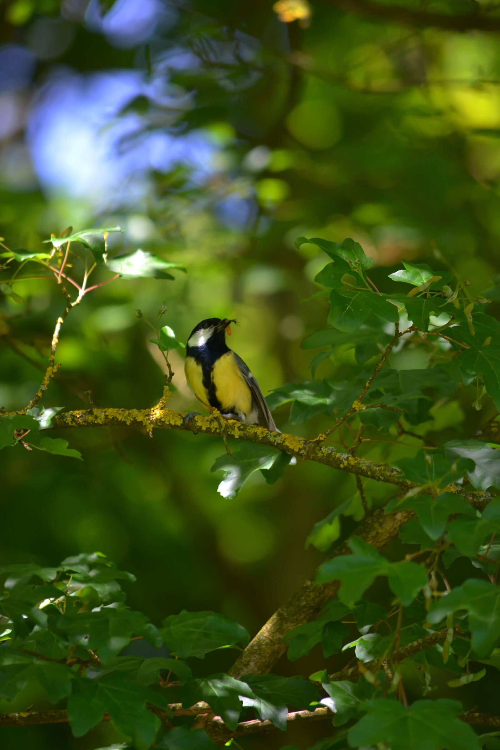 Nikon D5200 sample photo. Tit, tree, bird photography