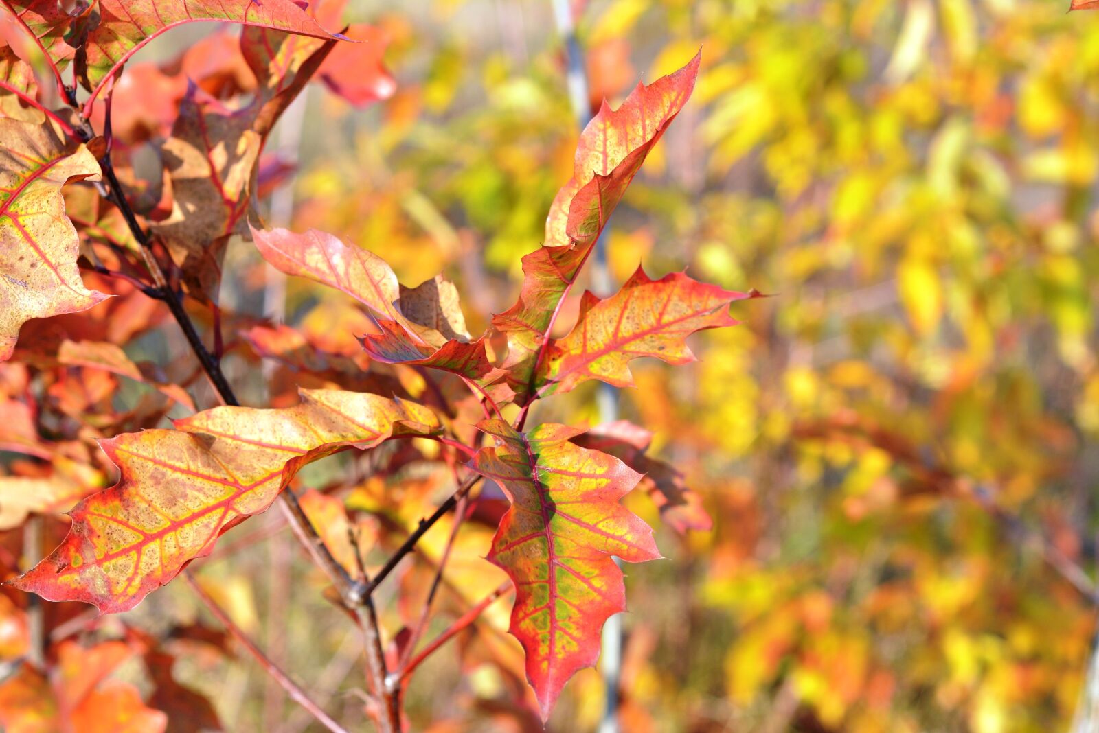 Nikon D5200 sample photo. Autumn, golden leaves, maple photography