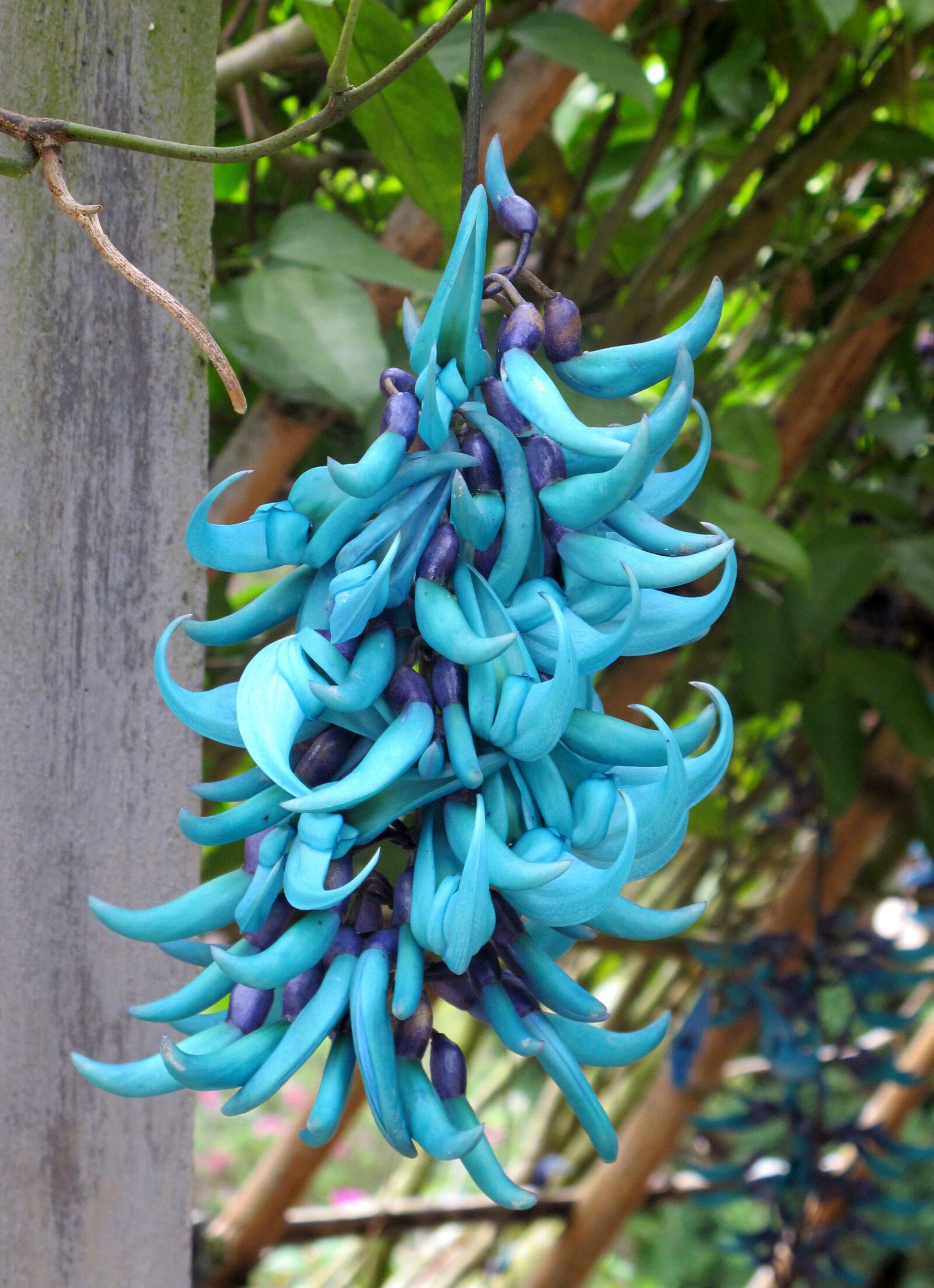Canon PowerShot G12 sample photo. Flower, dalat, blue flowers photography