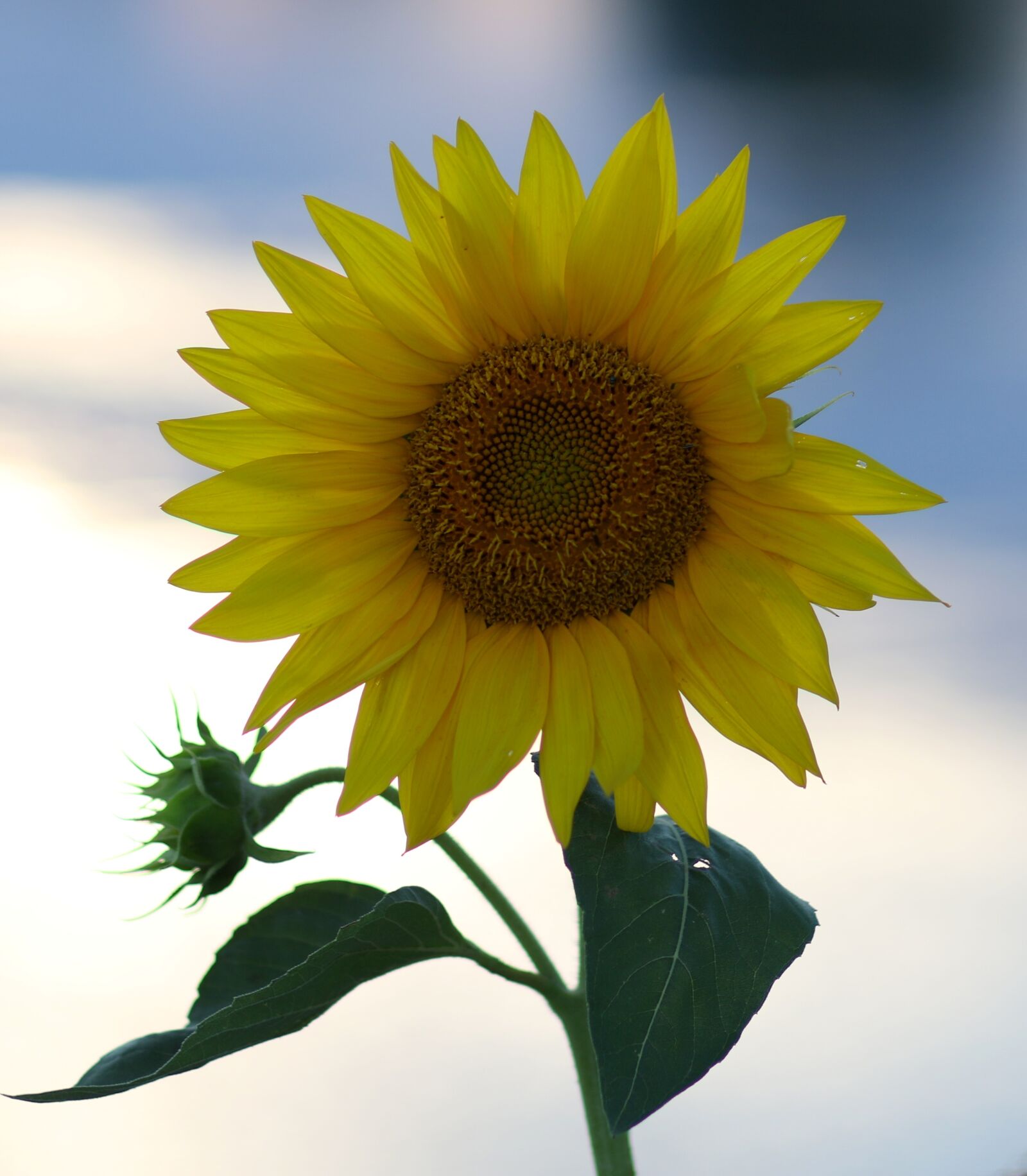 Canon EF 85mm F1.8 USM sample photo. Sunflower, yellow, flower photography