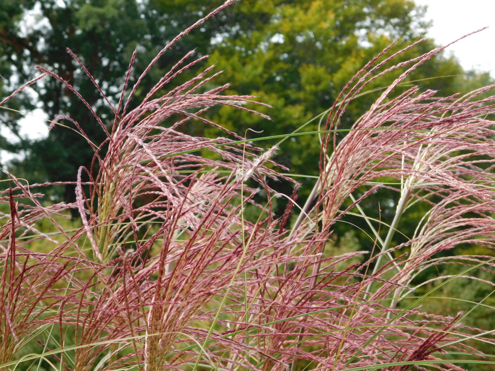 Nikon Coolpix L840 sample photo
