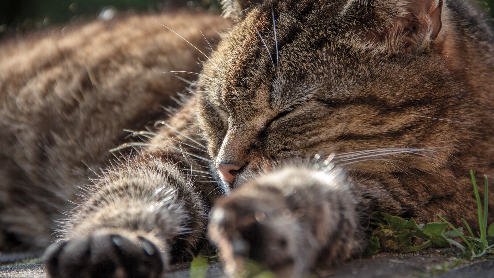 Canon EF-S 18-135mm F3.5-5.6 IS sample photo. Cat, close up, domestic photography