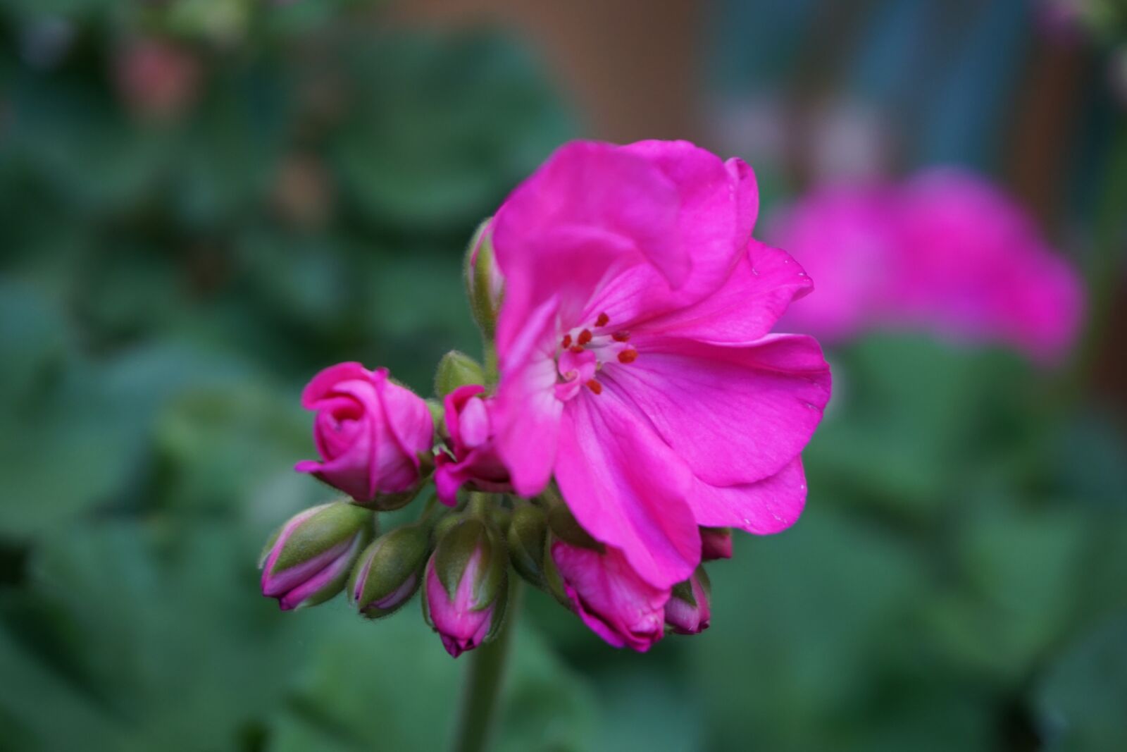 Sony a6000 sample photo. Flower, buds, magenta photography